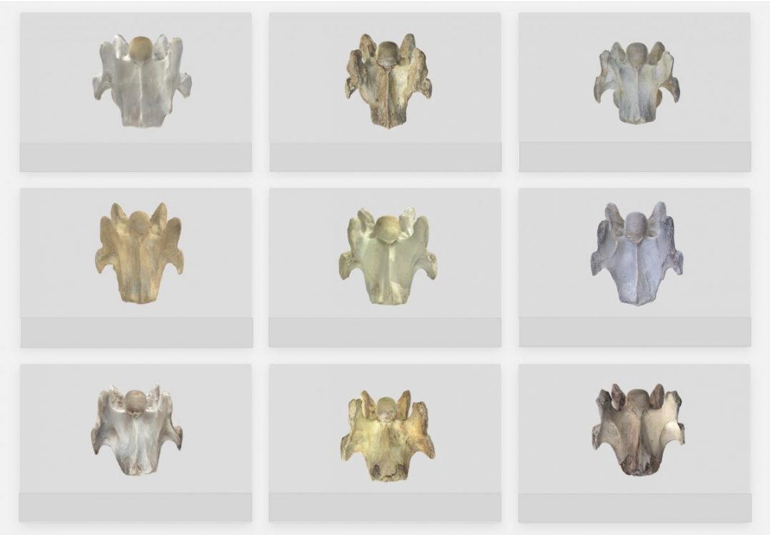 Bilateral C6 variants. This link will take you to the collection of 3D models.